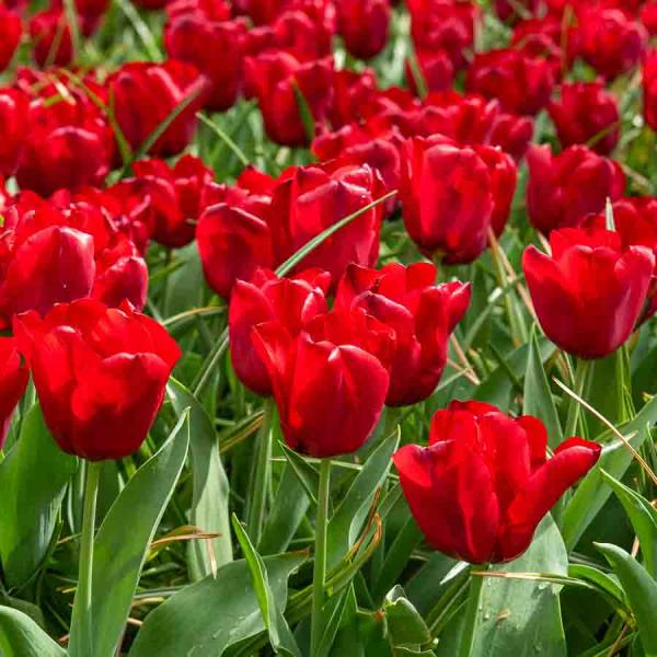 Bulbes à fleurs à planter à l'automne - Tulipe Triomphe Seadov (x8) - face recto